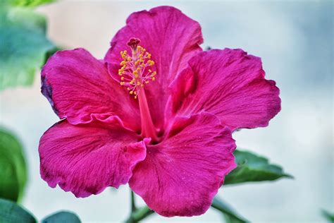 What To Do With Hibiscus Flowers?